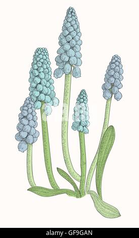 Grape hyacinth, or muskari, isolated on white background Stock Vector