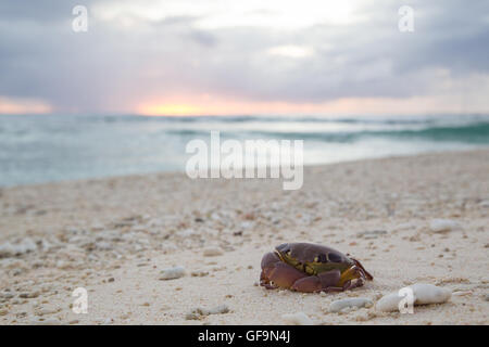 Close-up of a dead crab at a beach on Lady Elliot Island in Queensland, Australia Stock Photo