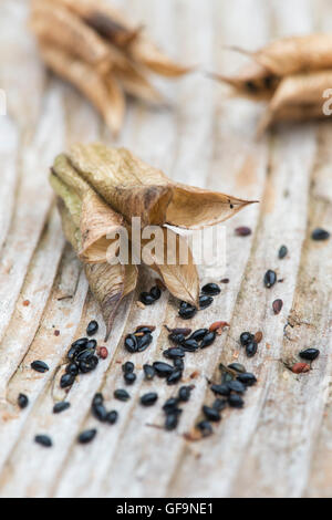 Aquilegia vulgaris. Columbine seed pods and seeds on wood Stock Photo