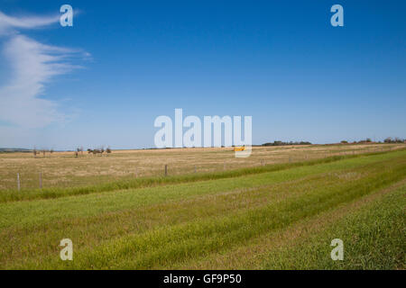 Abandoned yellow school bus in a field Saskatchewan Canada Stock Photo