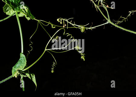 Plants with many tendrils that are taken on black background Stock Photo