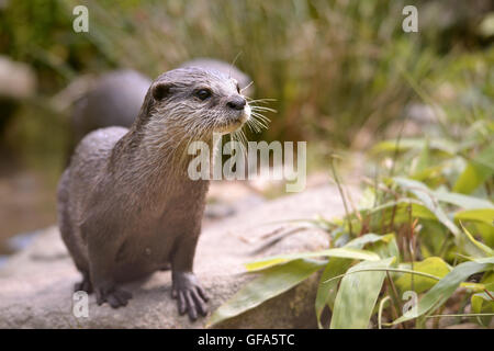 Closeup small-clawed otter (Aonyx cinerea) among plants Stock Photo