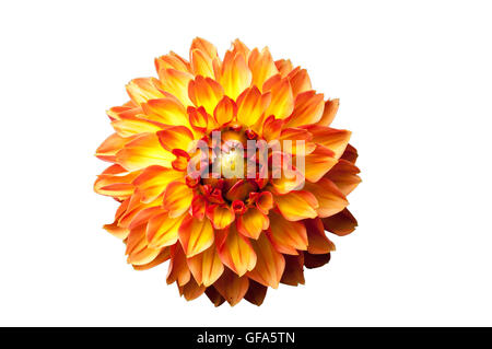 Orange Four Queens fimbriata dahilia flower cut out and isolated on white background. Stock Photo