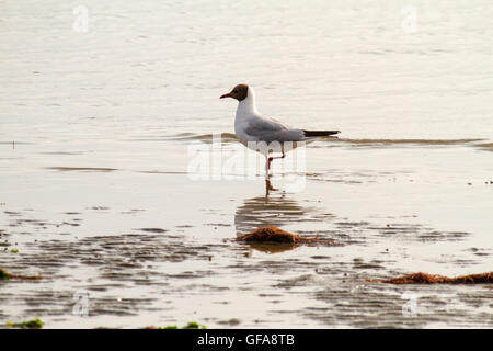 Seagull standing on sandy beach Stock Photo