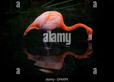 Beijing, Argentina. 27th July, 2016. An American flamingo drinks water at the Temaiken Biopark, in Escobar city, 50 km from Buenos Aires, capital of Argentina, on July 27, 2016. © Martin Zabala/Xinhua/Alamy Live News Stock Photo