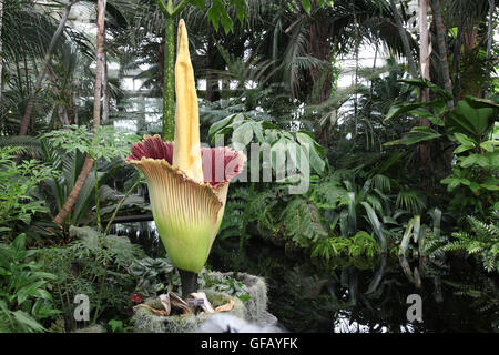 Bronx, NY, USA. 29 July 2016. The corpse flower is on display in the New York Botanical Garden's Haupt Conservatory during its brief bloom cycle.  Wanda Lotus/Alamy Live News Stock Photo