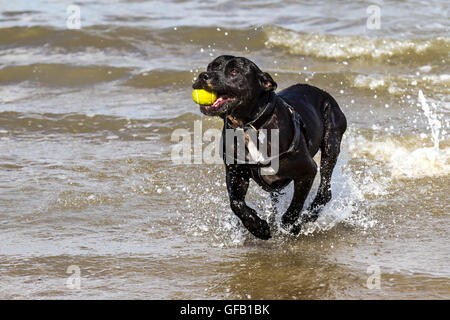 Dog plays on the beach and in the sea with a long wooden stick. Southport, Merseyside, UK.   31st July, 2016.  UK Weather.  Staffordshire Bull Terrier enjoys bright sunshine on Ainsdale beach, with a forecast of some good spells of sunshine. Stock Photo