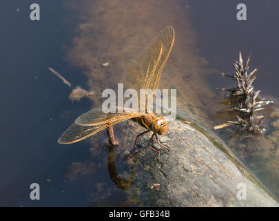 Female brown hawker dragonfly (Aeshna grandis) ovipositing in pond in Surrey, England Stock Photo