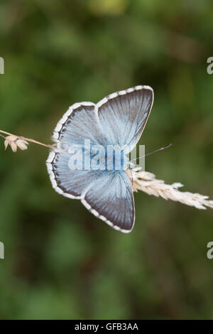 Chalkhill blue butterfly (Polyommatus coridon) in chalk grassland habitat, UK Stock Photo