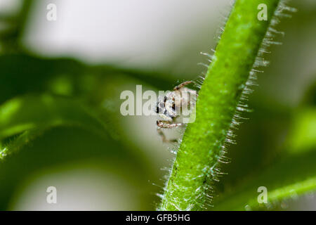 Macro shot of a Jumping Spider resting on a plant stalk in the garden. Stock Photo