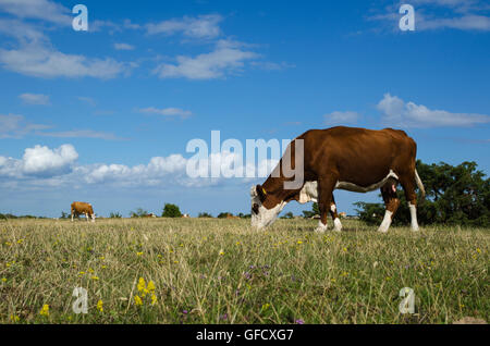 Grazing cattle in the World Heritage - The Agrarian Landscape of Southern Oland - an unique grassland in Sweden Stock Photo