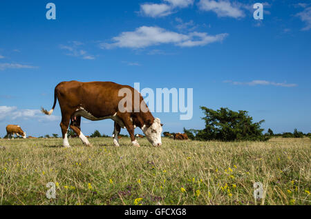 Grazing cattle in the World Heritage - The Agrarian Landscape of Southern Oland - an unique grassland in Sweden Stock Photo