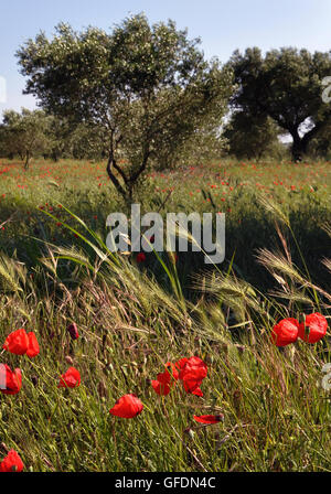 olive trees and poppies in chalkidiki greece Stock Photo