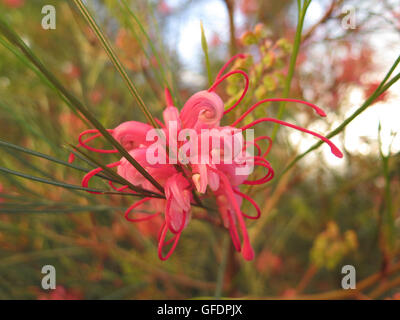 Pink flower of Grevillea 'Elegance', an Australian native plant, found in Andalusia Stock Photo