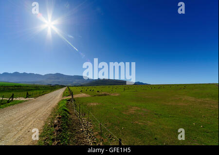 Group of Sheep in contre-jour, Calendon, South Africa