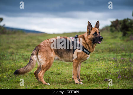 Shepherd dog set. Working breed, family pet, assistance, search service,  rescue, police, and military help. Vector flat style cartoon illustration  isolated, white background, different views, poses Stock Vector | Adobe  Stock