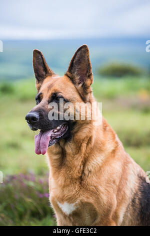 german shepherd dog face with tongue Stock Photo