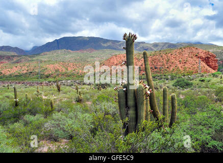 Argentine Giant Cactus, Echinopsis candicans. Cuesta de Miranda. La Rioja. North Argentina Stock Photo
