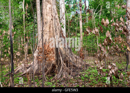 Giant ficus tree in Tangkoko National Park. North Sulawesi. Indonesia Stock Photo