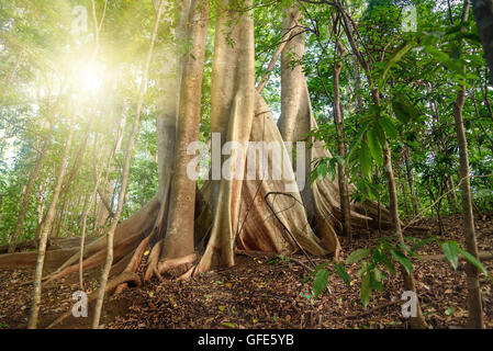 Giant ficus tree in Tangkoko National Park. North Sulawesi. Indonesia Stock Photo