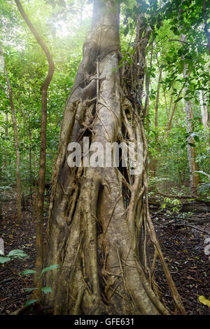 Giant ficus tree in Tangkoko National Park. Tarsier tree. North Sulawesi. Indonesia Stock Photo
