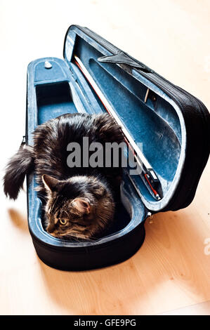 cat inside a violin case Stock Photo