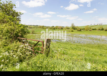 Water meadows in the Windrush valley near the Cotswold town of Burford, Oxfordshire, England, UK Stock Photo