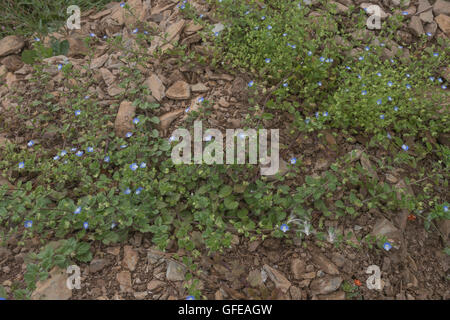 Field Speedwell / Veronica persica - a low sprawling hairy annual weed seen straggling over some stony ground. Stock Photo