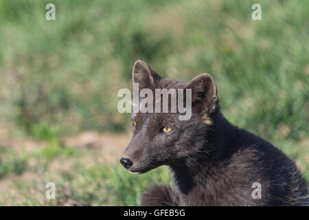 Arctic fox, West Fjords, Iceland Stock Photo