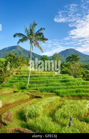 Jatiluwih Rice Terraces, Bali , Indonesia Stock Photo