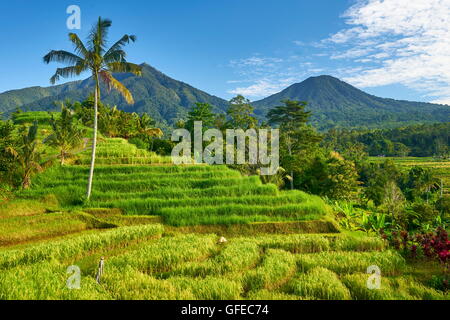 Jatiluwih Rice Field Terraces, Bali, Indonesia Stock Photo