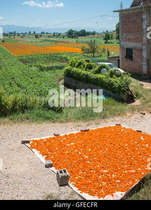 Marigolds flower heads (Calendula officinalis) drying.  A crop grown for the pharmaceutical industry;  near Korca,  in Albania Stock Photo