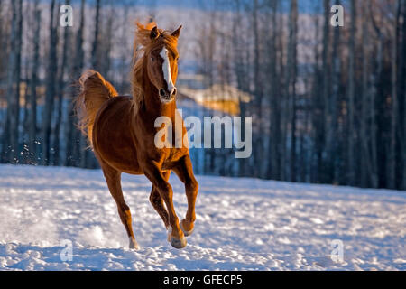 Arabian chestnut Stallion galloping in a snowy field in late winter. Stock Photo