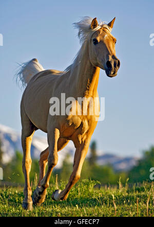 Palomino Arabian Mare cantering in meadow Stock Photo
