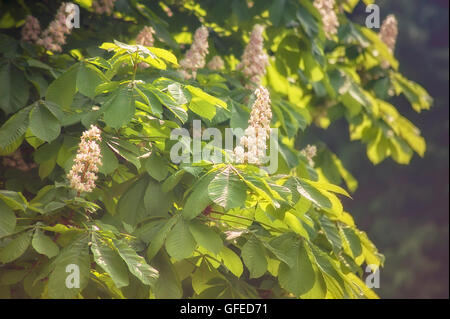 white flowers on a chestnut Stock Photo - Alamy