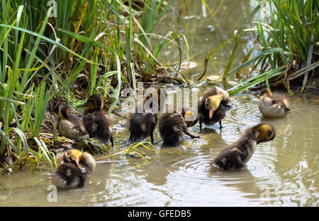 Mallard ducklings having a wash at the side of the lake Stock Photo