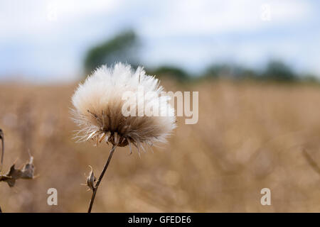 Creeping thistle flower plants ready to disperse seeds in wind Stock Photo