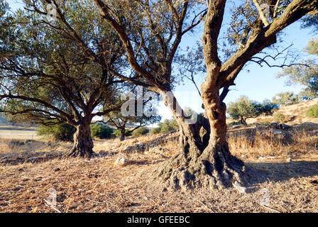 Israel, Southern Coastal Plains, Lachish Region, An old Olive tree Stock Photo