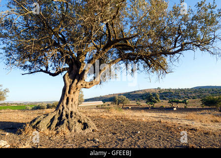 Israel, Southern Coastal Plains, Lachish Region, An old Olive tree Stock Photo