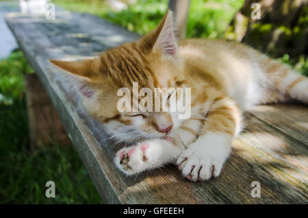 licking its paw - a ginger-colored kitten on a Bavarian farm! Stock Photo