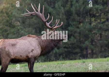 Male elk in the fall of the year during rutting season. Stock Photo