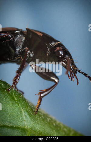 https://l450v.alamy.com/450v/gfefp6/close-up-macro-cedar-beetle-or-sandalus-niger-on-green-leaf-gfefp6.jpg