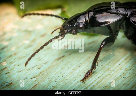 Pest of cedar hi-res stock photography and images - Alamy