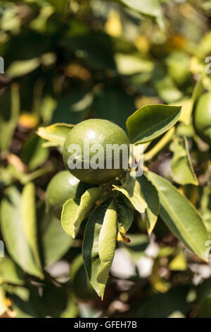 Lime fruit grows on the branch a lime tree in an orchard in summer Stock Photo