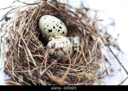 Real bird nest with eggs isolated on white background Stock Photo - Alamy