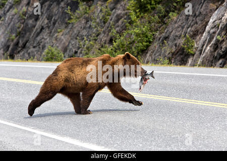 Young male Grizzly Bear carrying salmon crossing Alaska State Highway. Stock Photo