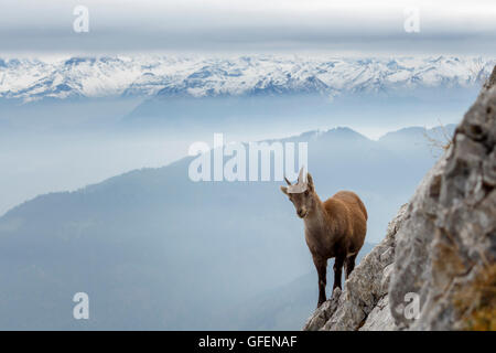 Shot of a wild mountain goat, with wintry mountains in the background Stock Photo