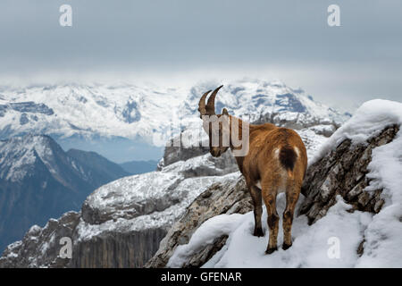 A wild mountain goat standing on the edge of a cliff, with snowy mountains in the background Stock Photo