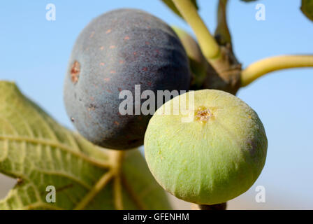 Close up of the fruit and leaves of a fig tree Ficus carica blue sky background Stock Photo