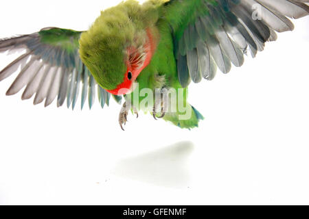Cutout of a flying parrot on white background Stock Photo